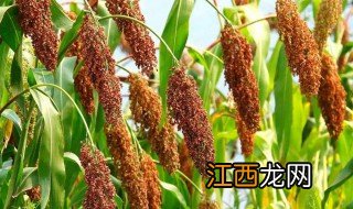 高粱适合什么地方种植最好 高粱适合什么地方种植