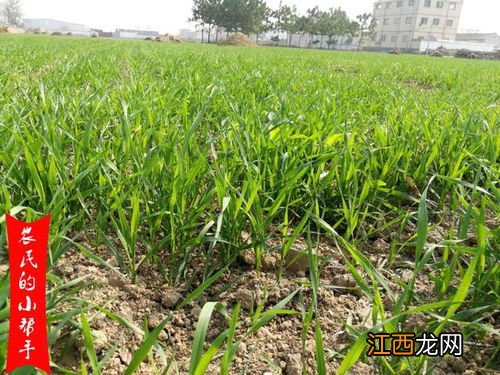 小麦打除草剂后下雨有影响吗，除草剂残留期有多少天