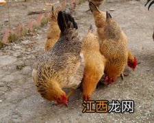 土鸡吃什么