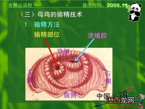 斗鸡人工授精怎么做呢