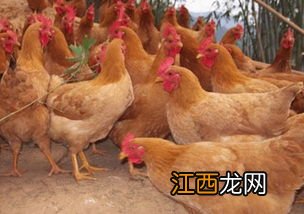 肉鸡高烧不退怎么办