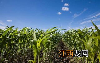 播种玉米时只是一种肥还是配合施肥,播种玉米是几月份