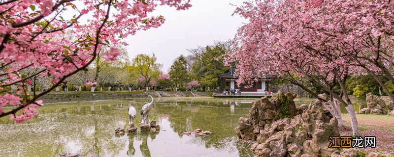 庭院十大吉祥之树 海棠树适合栽在庭院吗