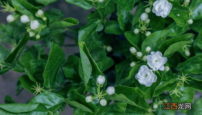 茉莉花的修剪方法视频 茉莉花的修剪方法