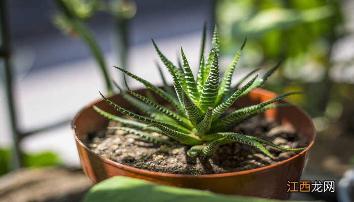 芦荟怕冷吗?怎么过冬 芦荟怕冷吗