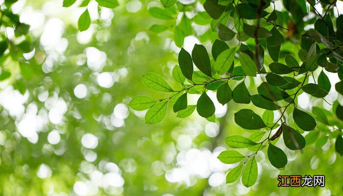 单子叶植物茎的维管束为什么 单子叶植物茎的维管束为