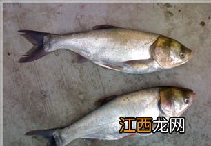 鲢鱼有刺吗？鲢鱼的生活环境和特点是怎样的？