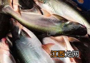 巴沙鱼是海鱼还是淡水鱼？巴沙鱼目前的市场情况是怎样的？