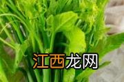 蜂蜜西柚荷叶汁可以减肥吗 蜂蜜西柚荷叶汁减肥效果怎么样