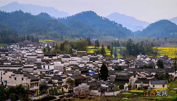 济州真柏和系鱼川哪个好 济州真柏和系鱼川区别