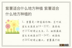 紫薯适合什么地方种植 紫薯适合什么地方种植的