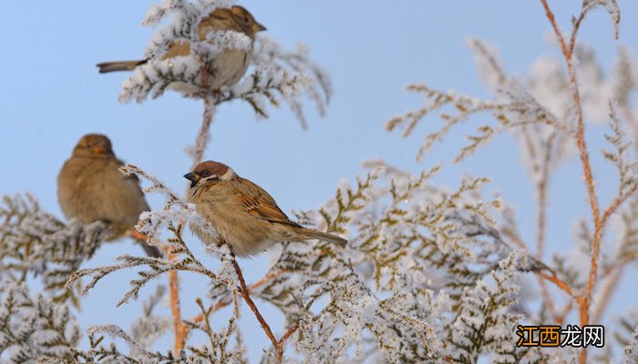 老野鱼鳞燕能养熟吗? 野鱼鳞燕老野多久开口