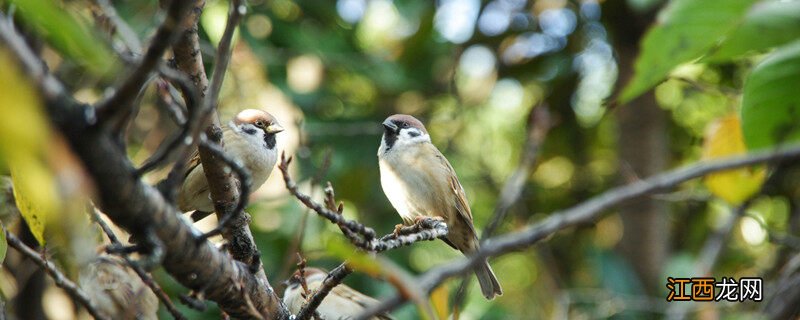 老野鱼鳞燕能养熟吗? 野鱼鳞燕老野多久开口