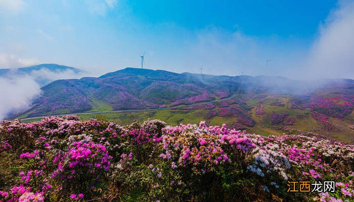 狗牙花是丁香花吗? 狗牙花为什么是死人花