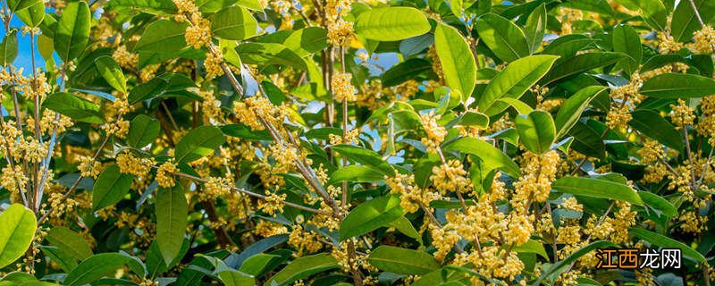 桂花叶斑病哪种药最好 桂花叶斑病