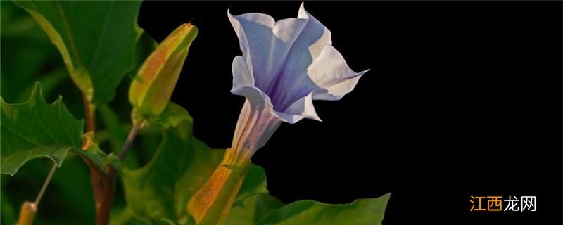 曼陀罗花语 曼陀罗花