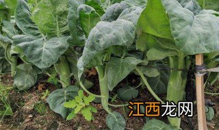 芥兰几月份种 芥蓝适合什么季节播种