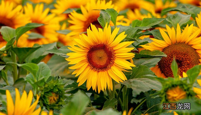 叶子互生和对生的区别 互生和对生的区别