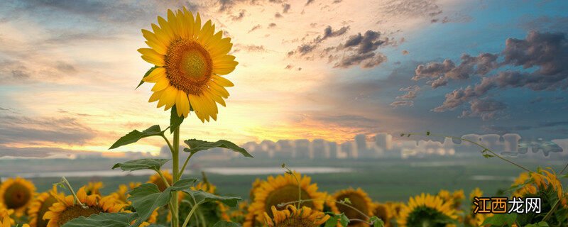 叶子互生和对生的区别 互生和对生的区别