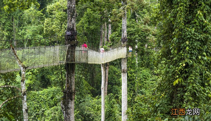 贵州省第一批国家级重点保护植物有
