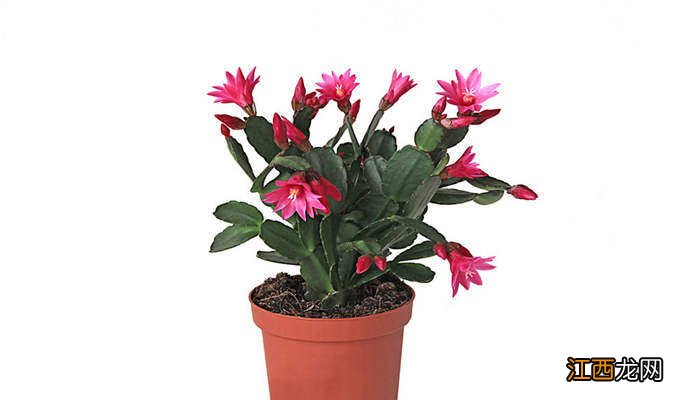 蟹爪兰的花期有多长时间 蟹爪兰的花期有多长