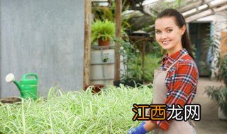 植物种植方法和养护 种植的养护方法有什么