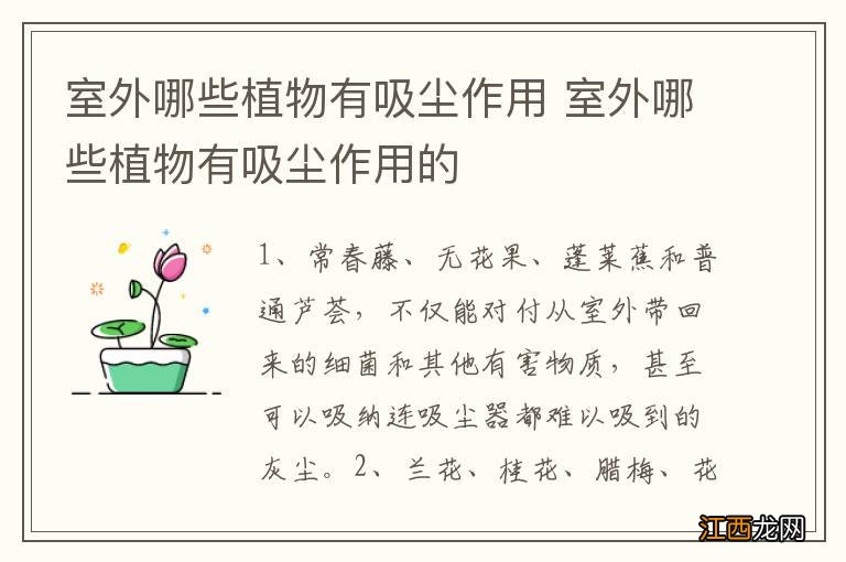 室外哪些植物有吸尘作用 室外哪些植物有吸尘作用的