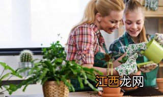 室外哪些植物有吸尘作用 室外哪些植物有吸尘作用的