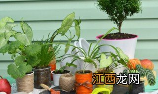 南方室内种什么花 南方室外开花植物有哪些