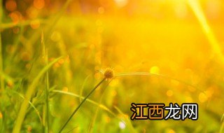 阳光大气一点的网名 快乐大气阳光的网名