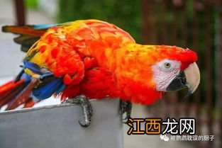 鹦鹉在冬天怎么样保暖