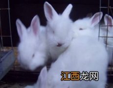 长毛兔养殖方法