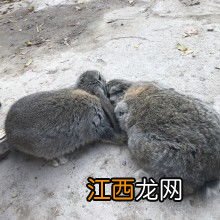 獭兔可以当宠物养吗