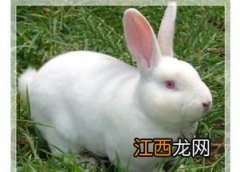 獭兔是兔子吗