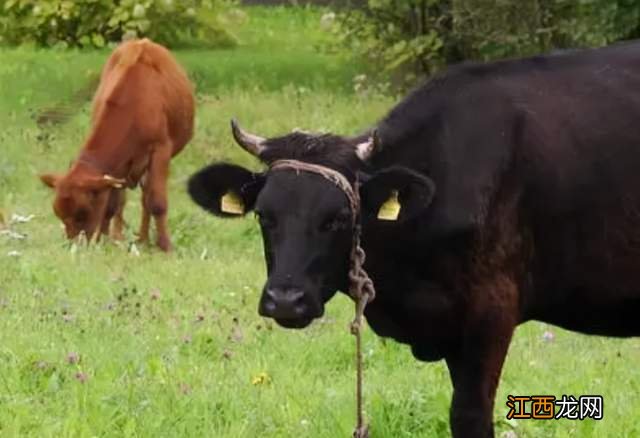 肉牛不吃草怎么解决