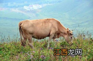 肉牛不吃草怎么解决