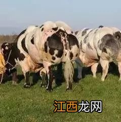 肉牛关节炎怎么治疗