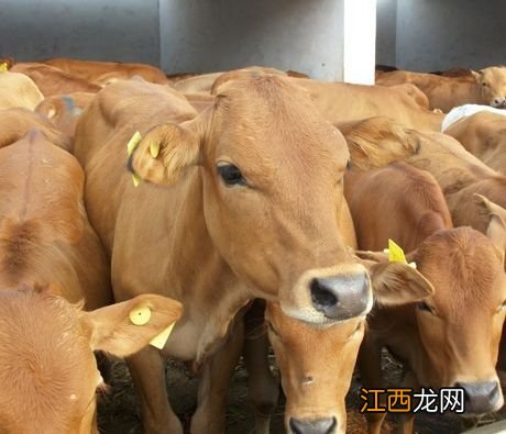 肉牛关节炎怎么治疗