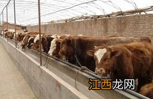 肉牛快速育肥方法