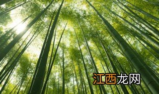 竹子简单种植方法步骤视频 竹子简单种植方法步骤