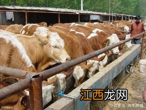 肉牛围栏散养技术