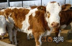 肉牛围栏散养技术