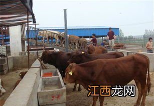 肉牛围栏散养技术