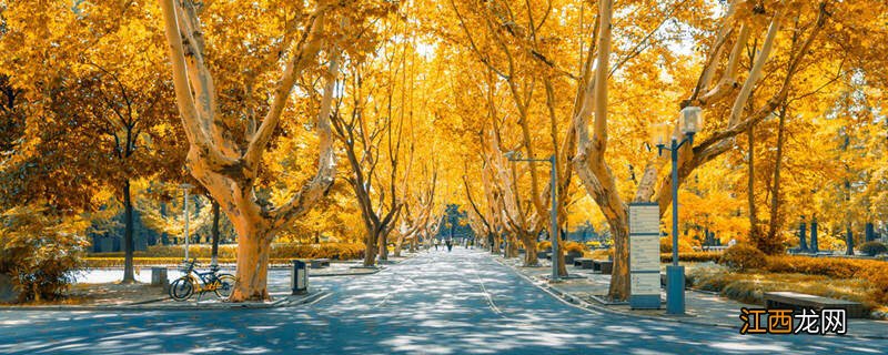 蚂蚁森林合种规则 蚂蚁森林合种树的六个阶段