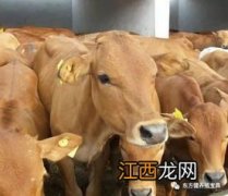 肉牛巴氏杆菌症状