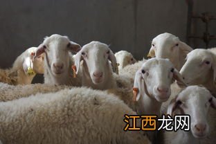 湖羊北方可以养吗