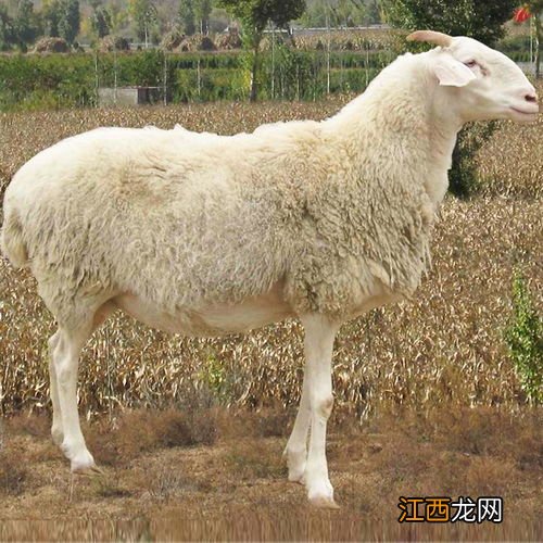 小尾寒羊冬天用暖棚吗