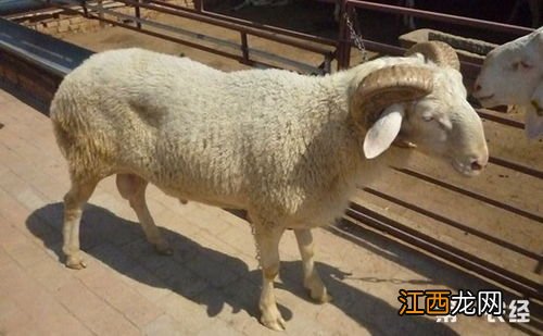 小尾寒羊冬天用暖棚吗