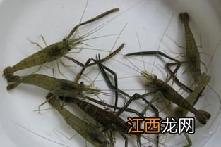 淡水青虾虾苗繁殖技