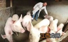 养猪都要交什么税